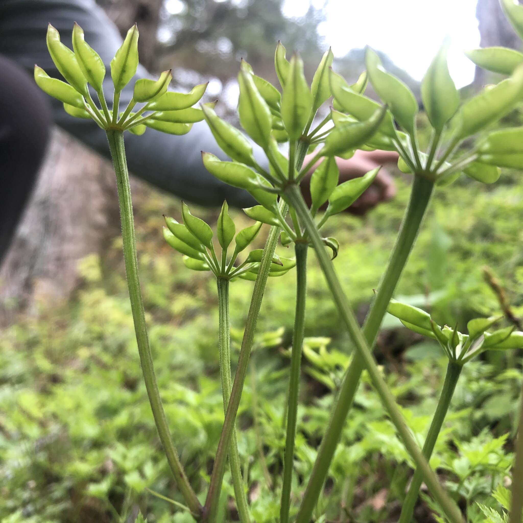 Image of Coptis japonica (Thunb.) Makino