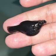 Image of Black Molly