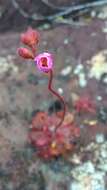 Drosera montana var. tomentosa (St. Hil.) Diels的圖片