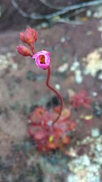 Imagem de Drosera montana var. tomentosa (St. Hil.) Diels