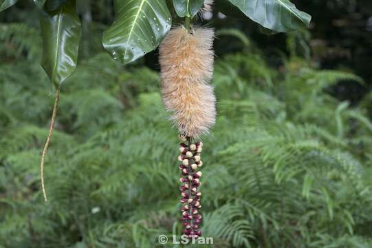 Image of Barringtonia procera (Miers) R. Knuth