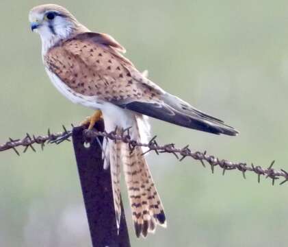 Image of Falco cenchroides cenchroides Vigors & Horsfield 1827