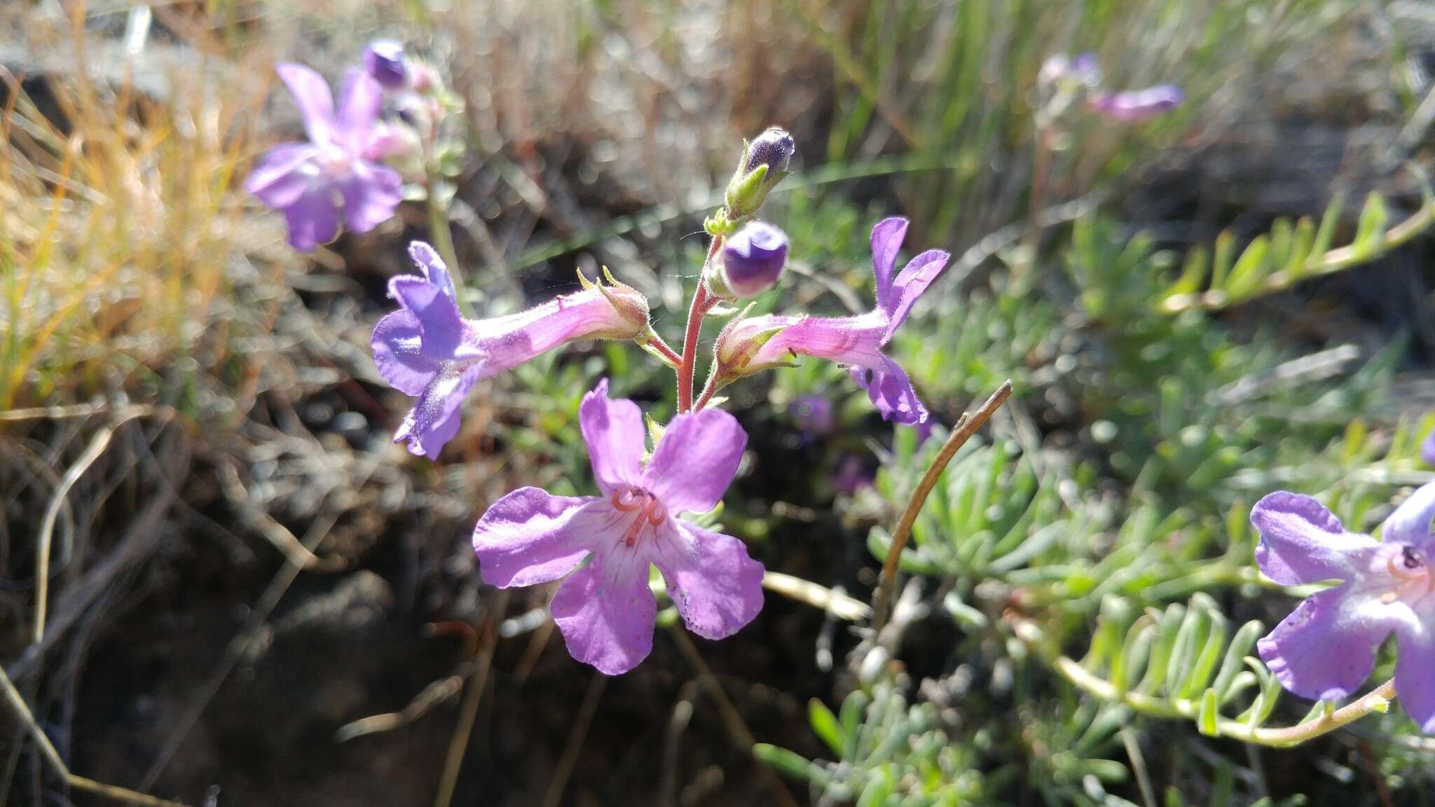 Image of Gairdner's beardtongue