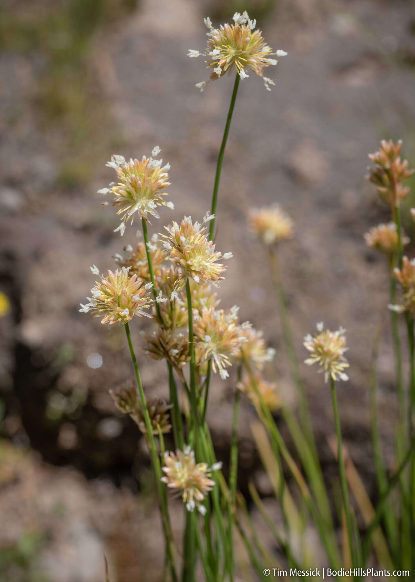 Image of Green-Head Rush