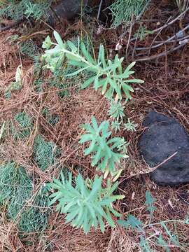 Слика од Euphorbia azorica Hochst.