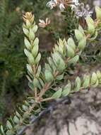 Image of Grevillea buxifolia subsp. buxifolia