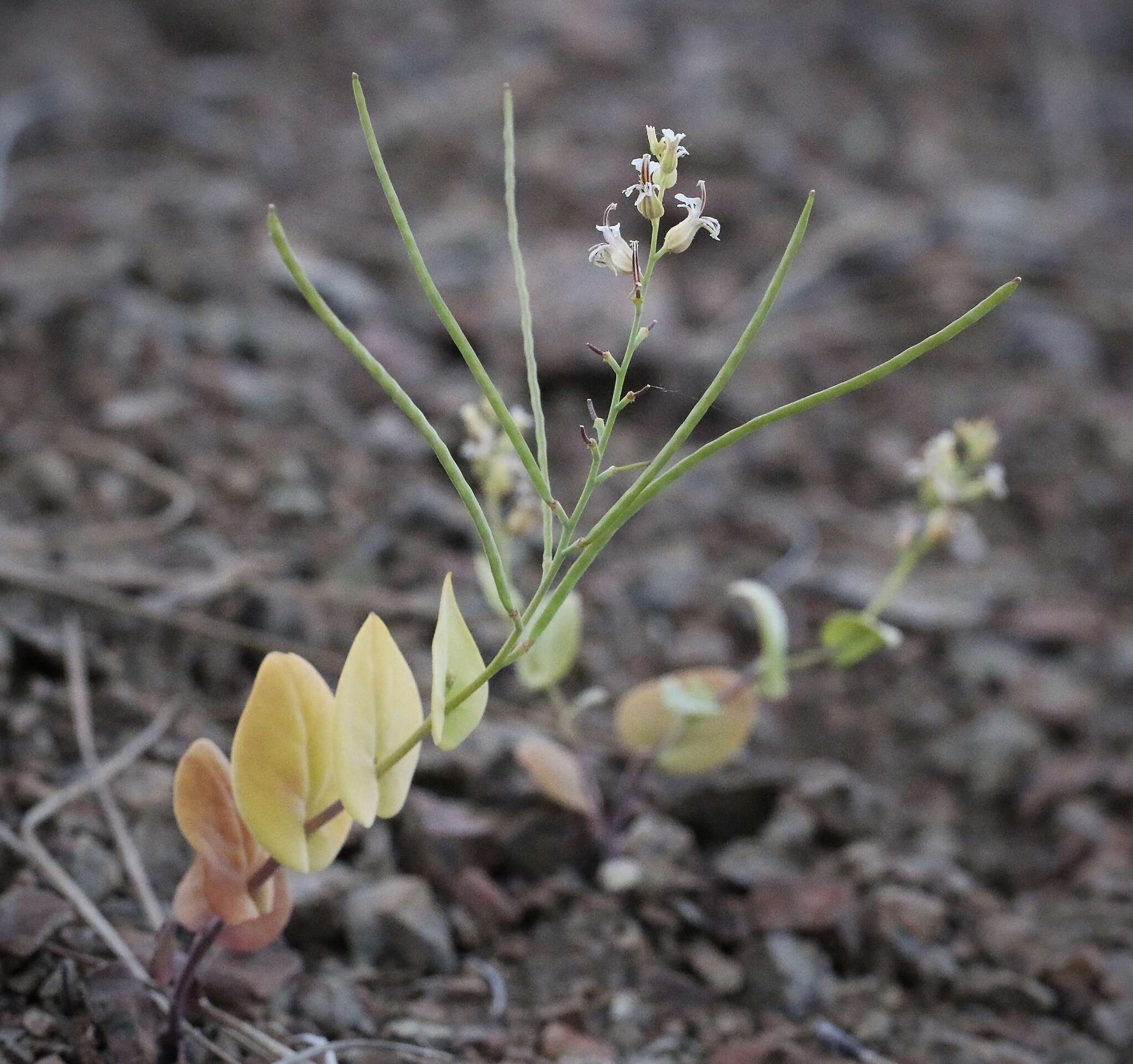 Image de Streptanthus drepanoides Kruckeb. & J. L. Morrison