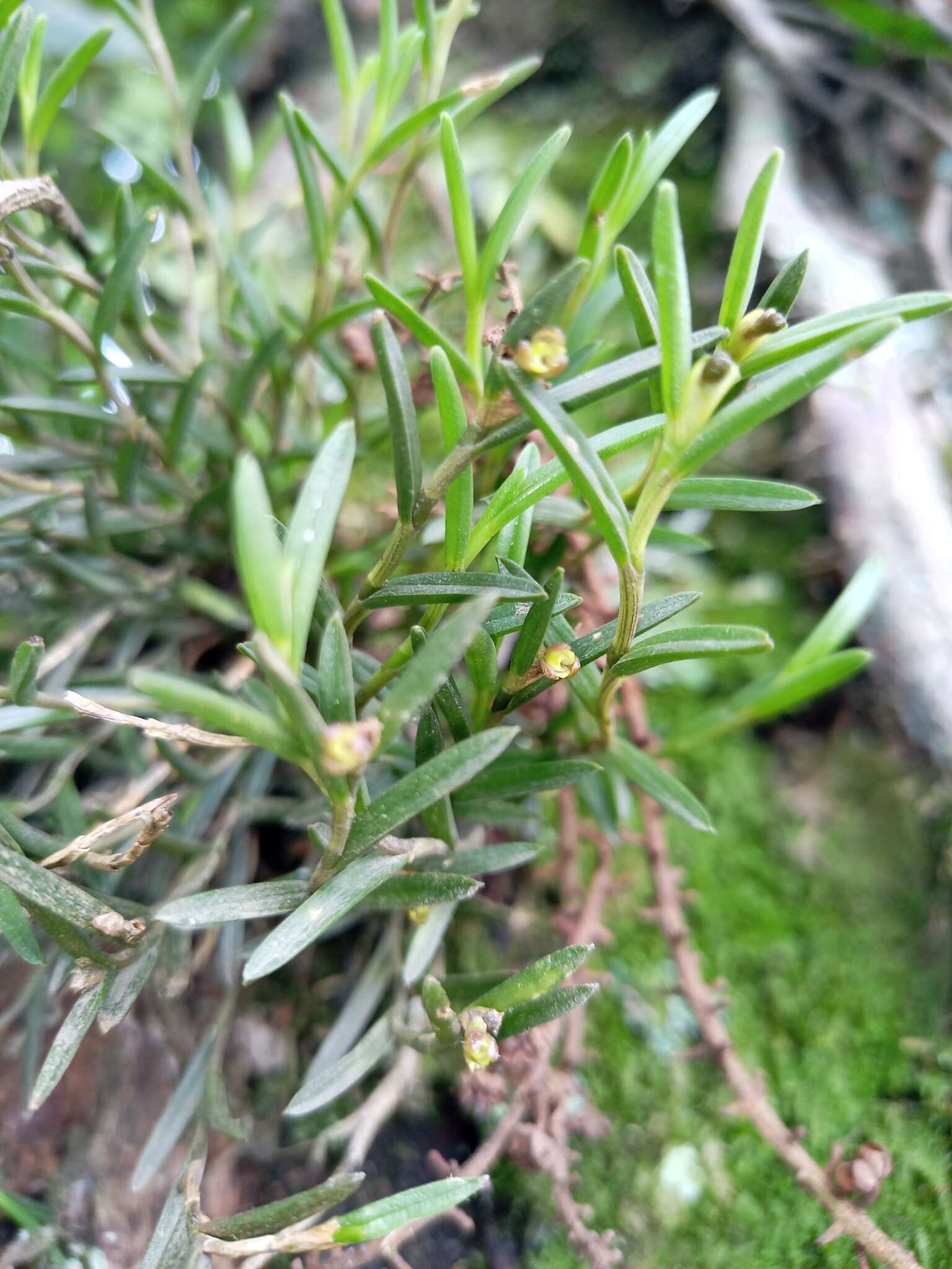 Plancia ëd Jacquiniella leucomelana (Rchb. fil.) Schltr.