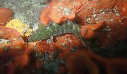 Image of Striped Kelpfish