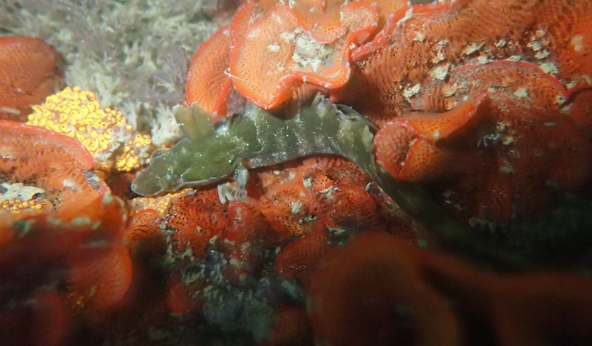 Image of Striped Kelpfish