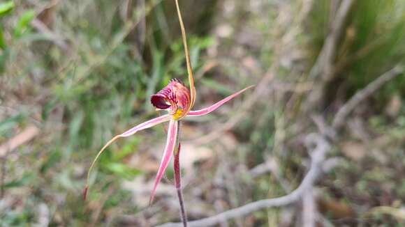 Image of Veined spider orchid