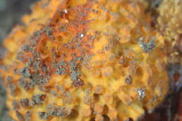 Image of orange rough ball horny sponge