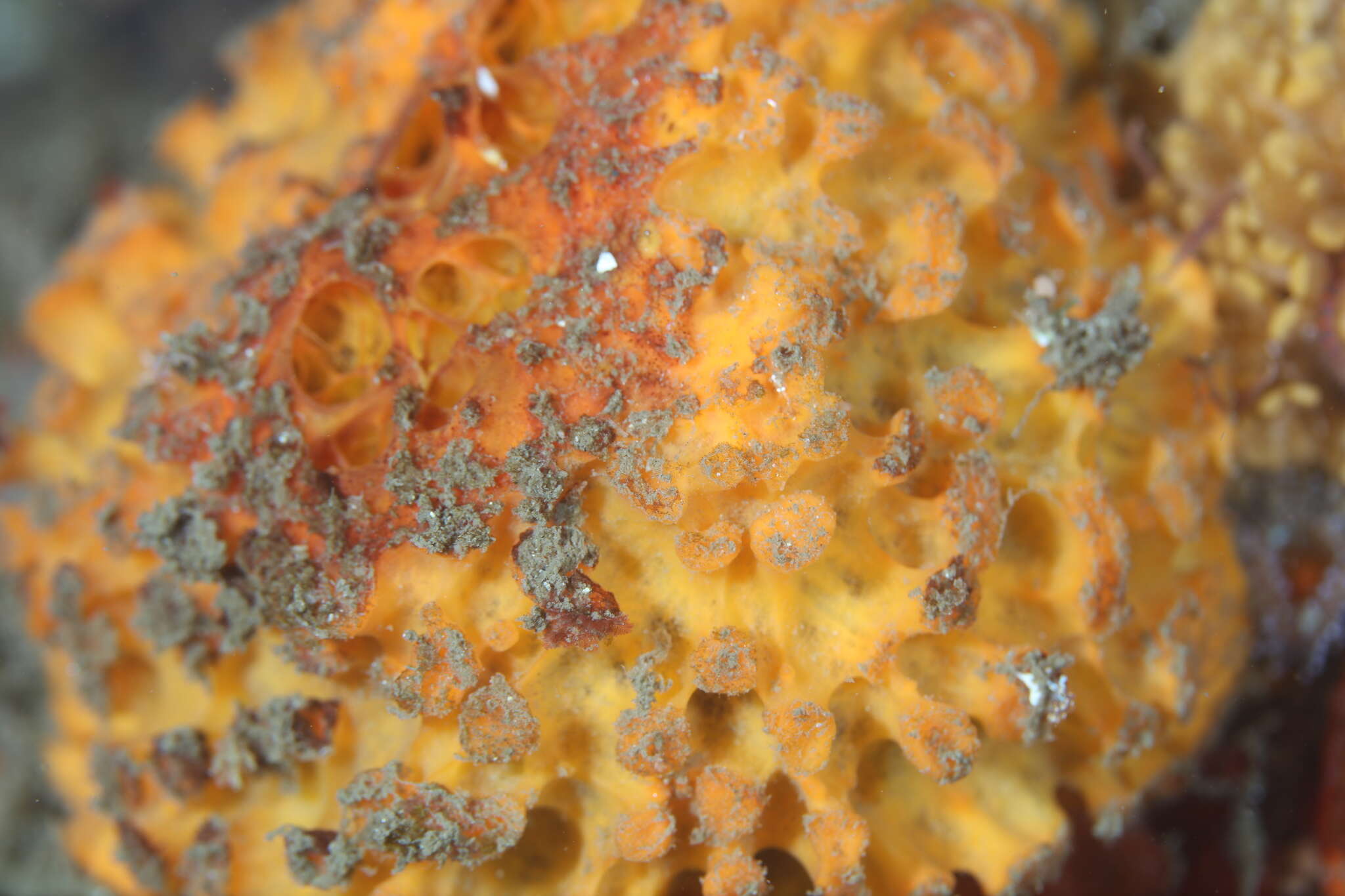 Image of orange rough ball horny sponge