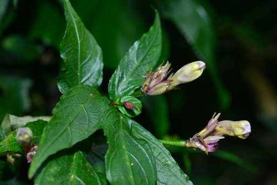 <i>Strobilanthes pentastemonoides</i> (Nees) T. Anderson resmi