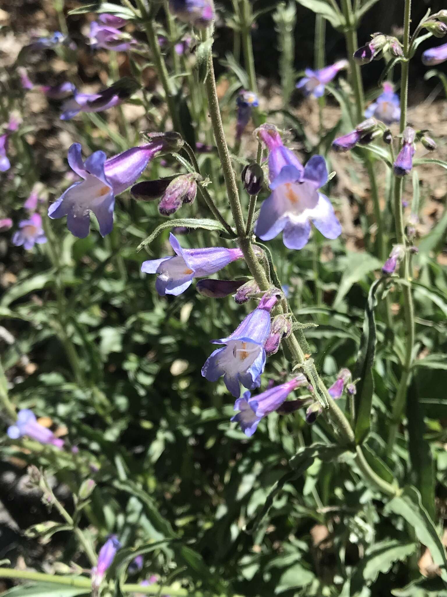 Image of Apache beardtongue