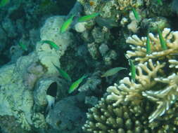 Image of Red Sea longnose filefish