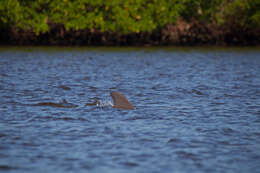 Imagem de Tursiops Gervais 1855