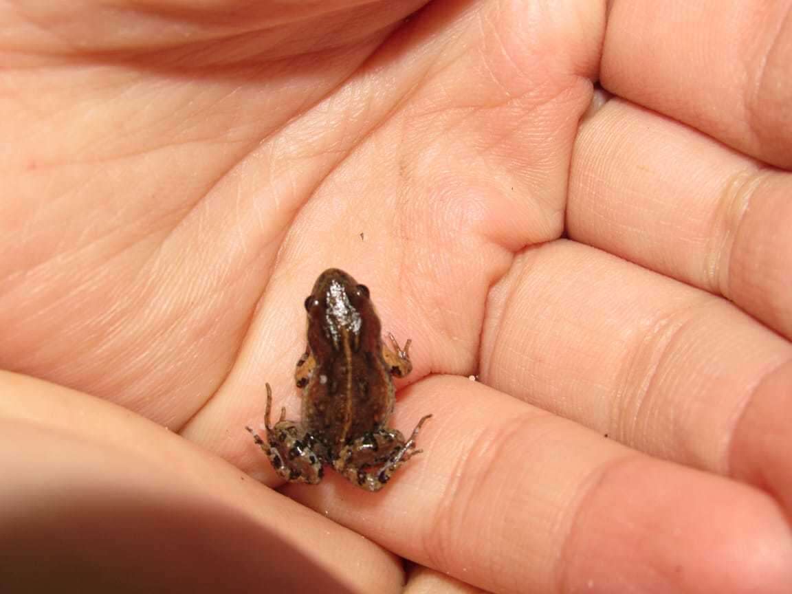 Image of Cacosternum australis Channing, Schmitz, Burger & Kielgast 2013