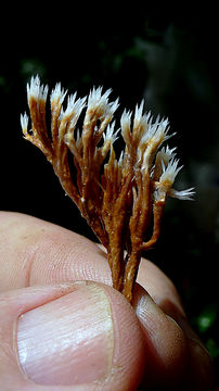 Image of <i>Lachnocladium schweinfurthianum</i> Henn.