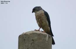 Image of Chinese Sparrowhawk