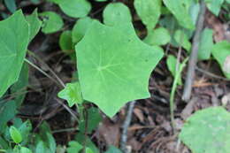 Image of Roldana chapalensis (S. Wats.) H. Rob. & Brettell