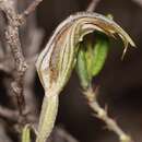 Image of Pterostylis angusta A. S. George