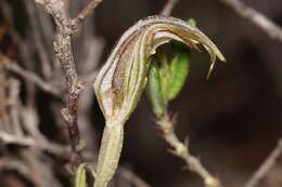 Image of Pterostylis angusta A. S. George