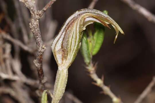 Image of Pterostylis angusta A. S. George