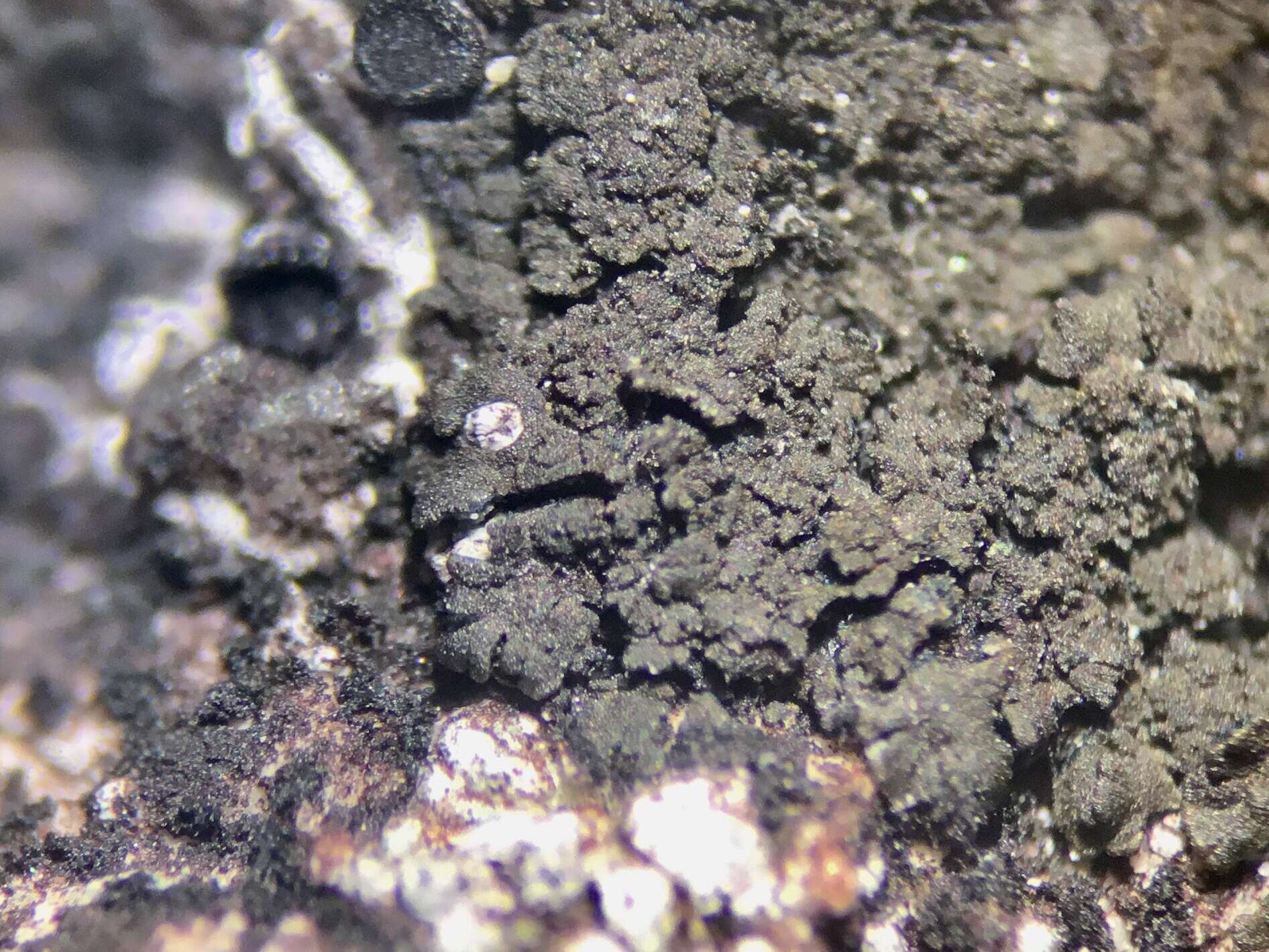 Image of blackthread lichen