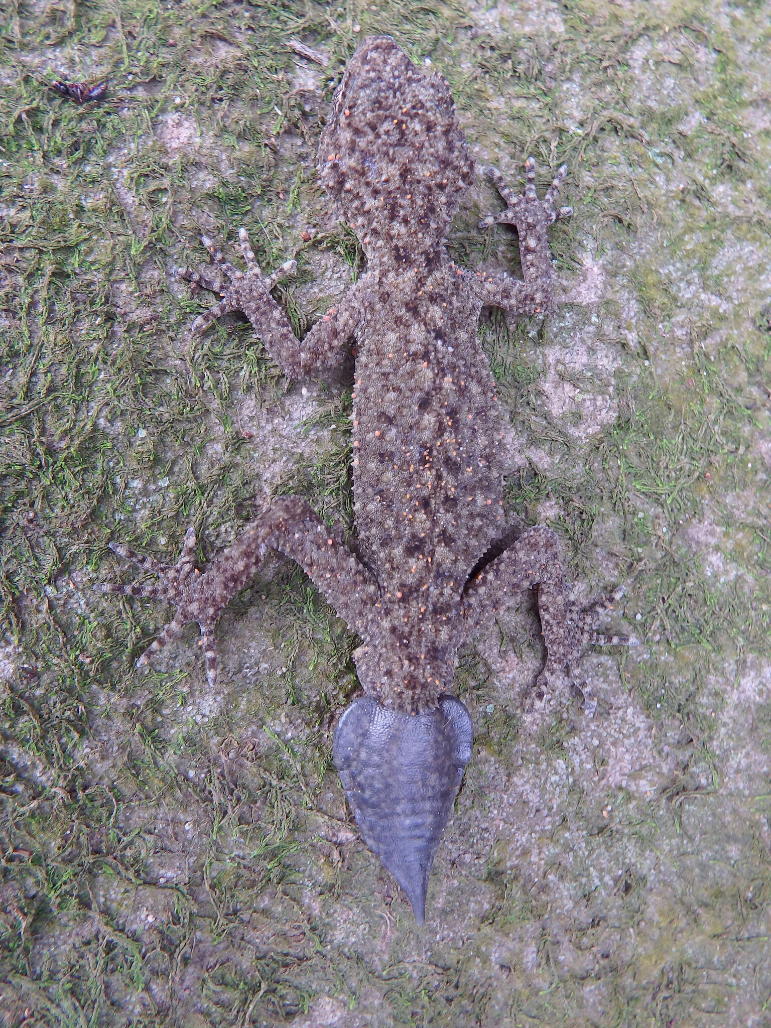 Image of Broad-tailed Gecko