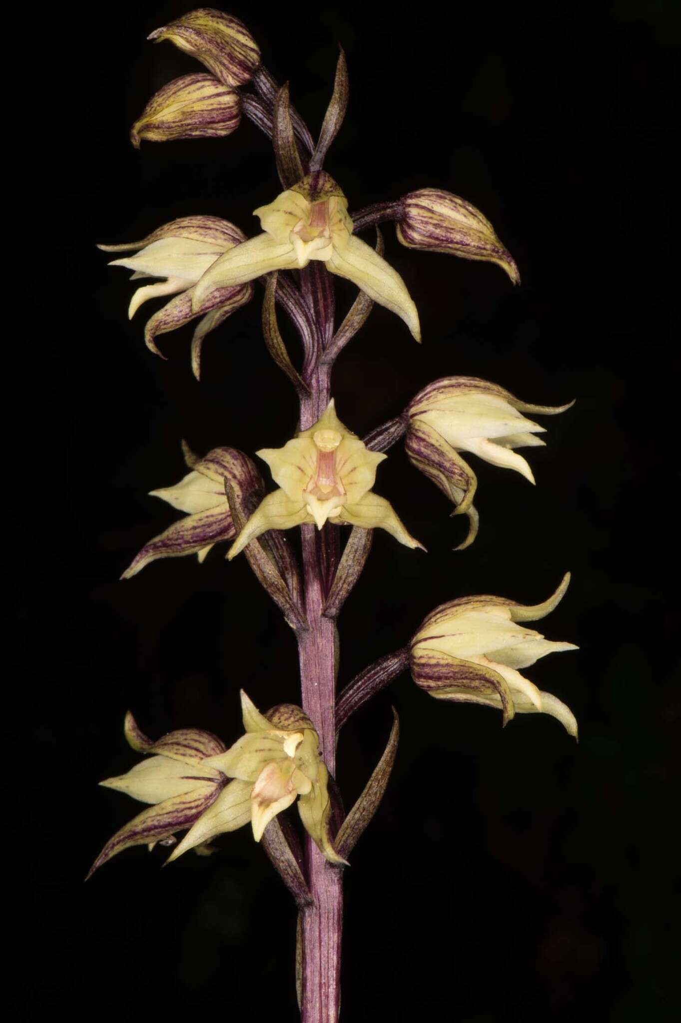 Image of Aphyllorchis alpina King & Pantl.