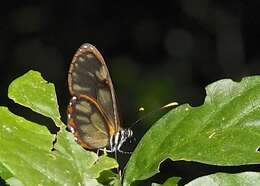 Image of <i>Pteronymia ozia tanampaya</i>