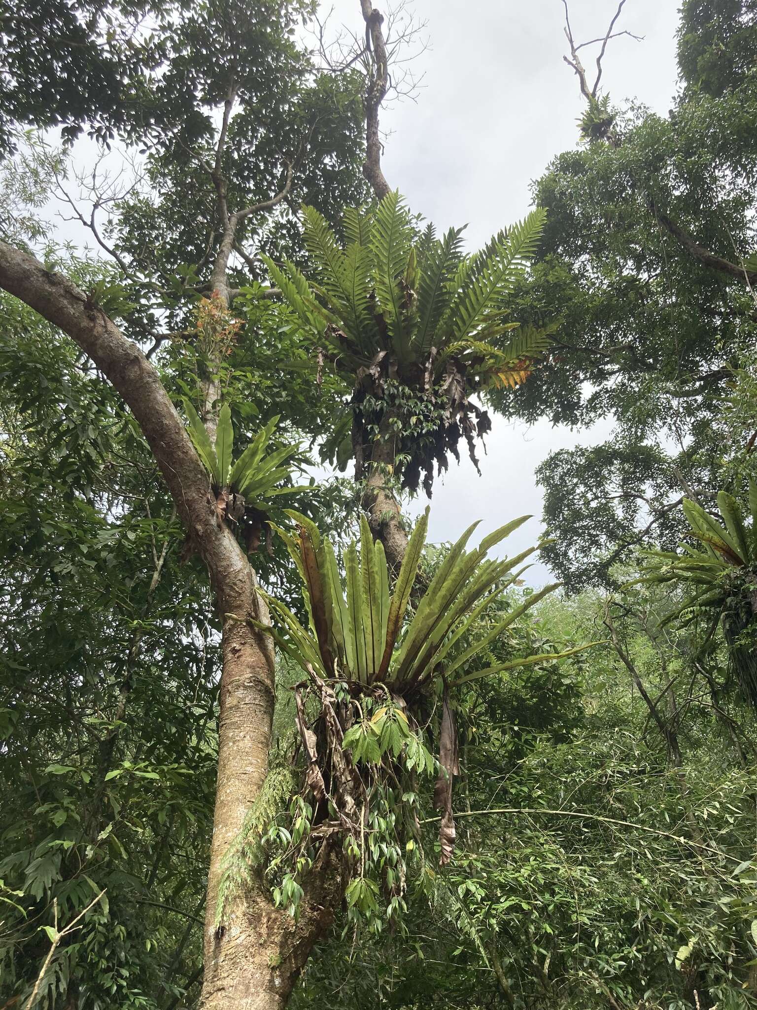 Image of Asplenium antiquum Mak.