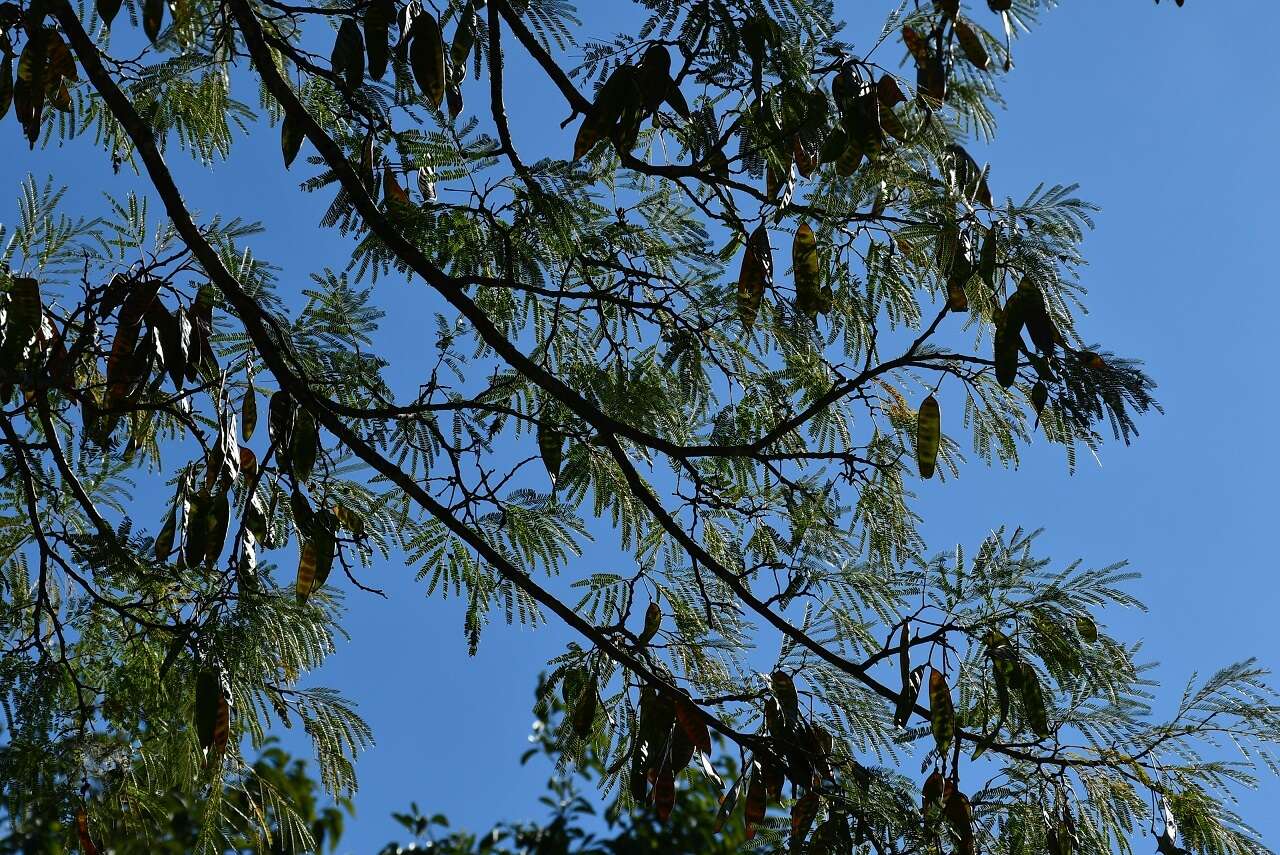 Plancia ëd Lysiloma divaricatum (Jacq.) J. F. Macbr.