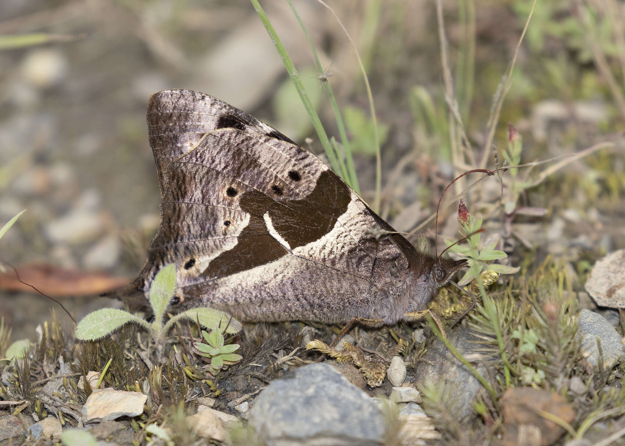 Image of Corades cistene Hewitson 1863