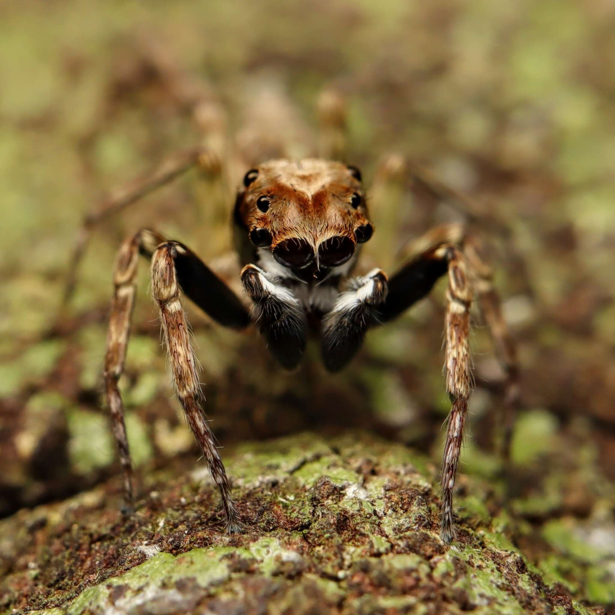 Image of Mintonia silvicola Wanless 1987