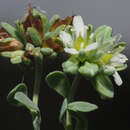 Image de Telephium imperati subsp. orientale (Boiss.) Nym.
