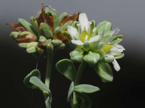 Image of Telephium imperati subsp. orientale (Boiss.) Nym.
