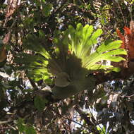 Image of staghorn fern