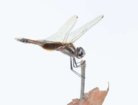 Tramea cophysa Hagen 1867 resmi