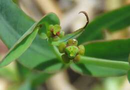 Euphorbia inundata Torr. ex Chapm. resmi