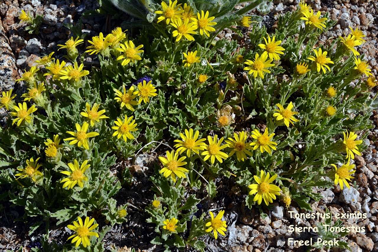 Image of Lake Tahoe serpentweed