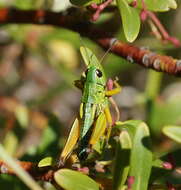 Image of Kosciuscola tristis Sjöstedt 1934