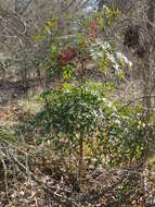 Image of nandina