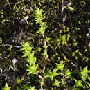 Image of Crassula mataikona A. P. Druce