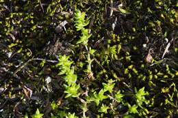 Image of Crassula mataikona A. P. Druce