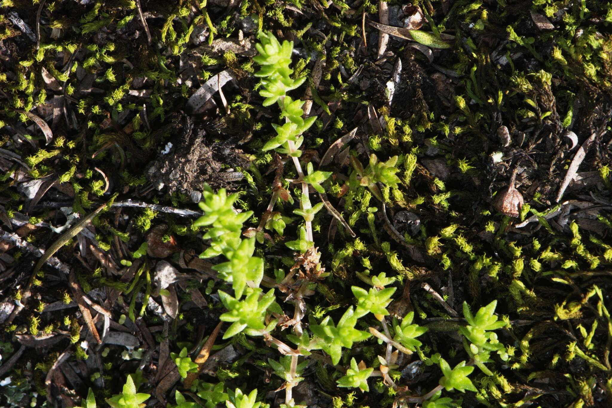 Image of Crassula mataikona A. P. Druce