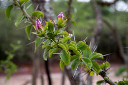 Image of Pereskia sacharosa Griseb.