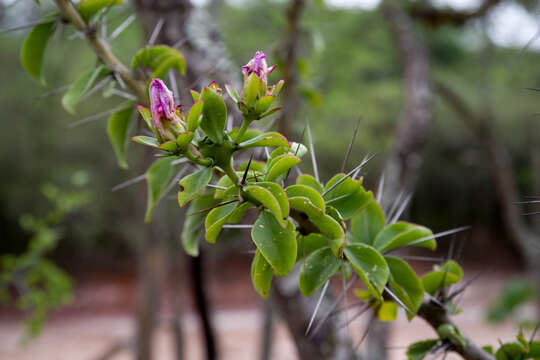 Imagem de Pereskia sacharosa Griseb.