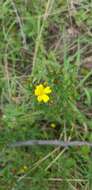 Image of Hibbertia empetrifolia subsp. empetrifolia